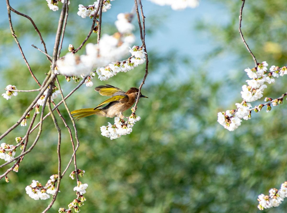樱花盛开 雀鸟欢舞２.jpg